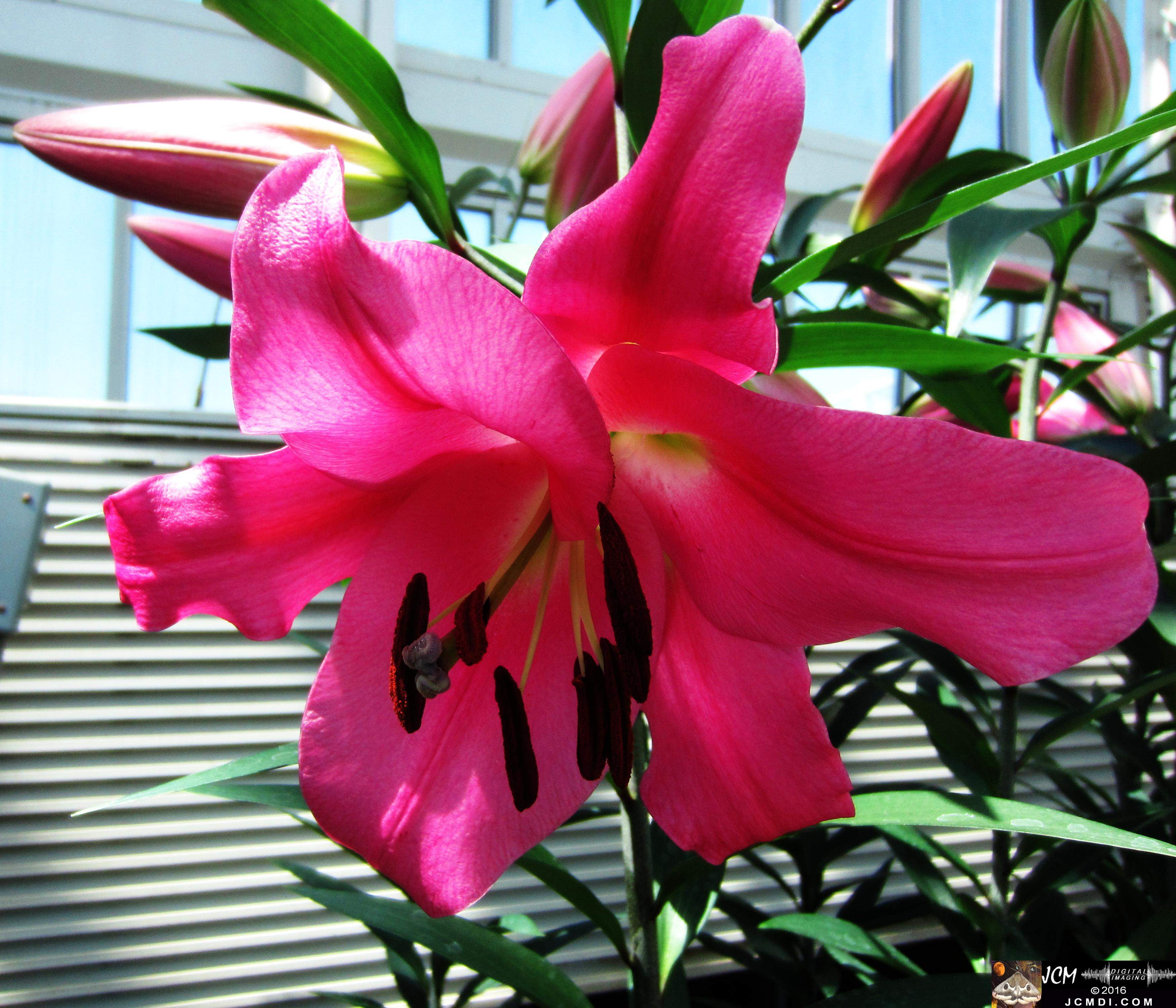 Como Zoo conservatory, MN flower close up